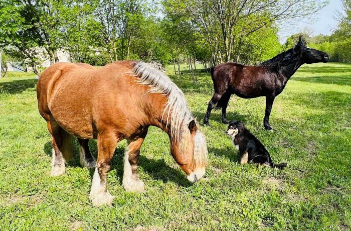 Meublé de tourisme aux Prés des Lones à Aubord animaux 