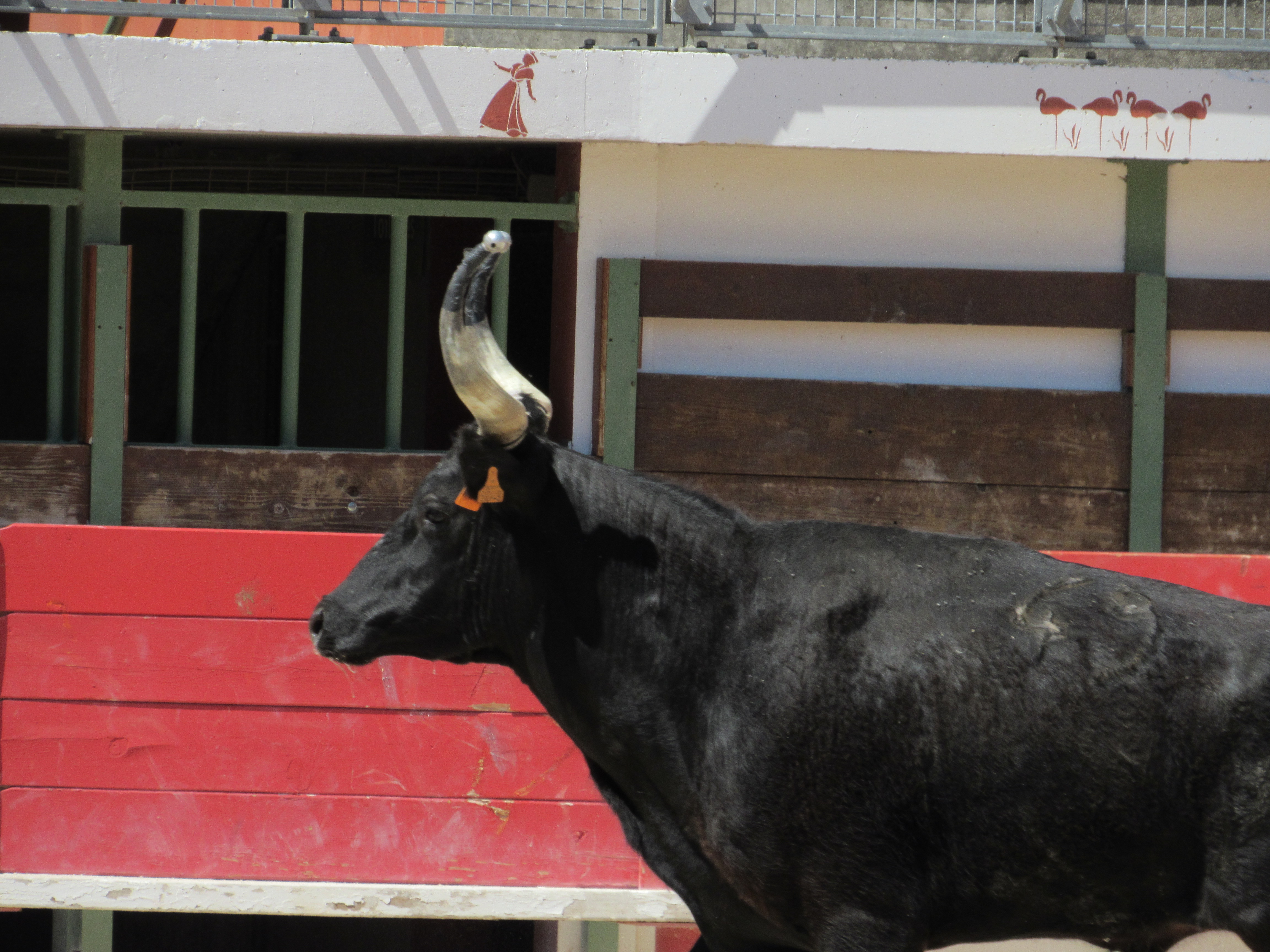 Trophée des Prémices - 21 mai à Vauvert