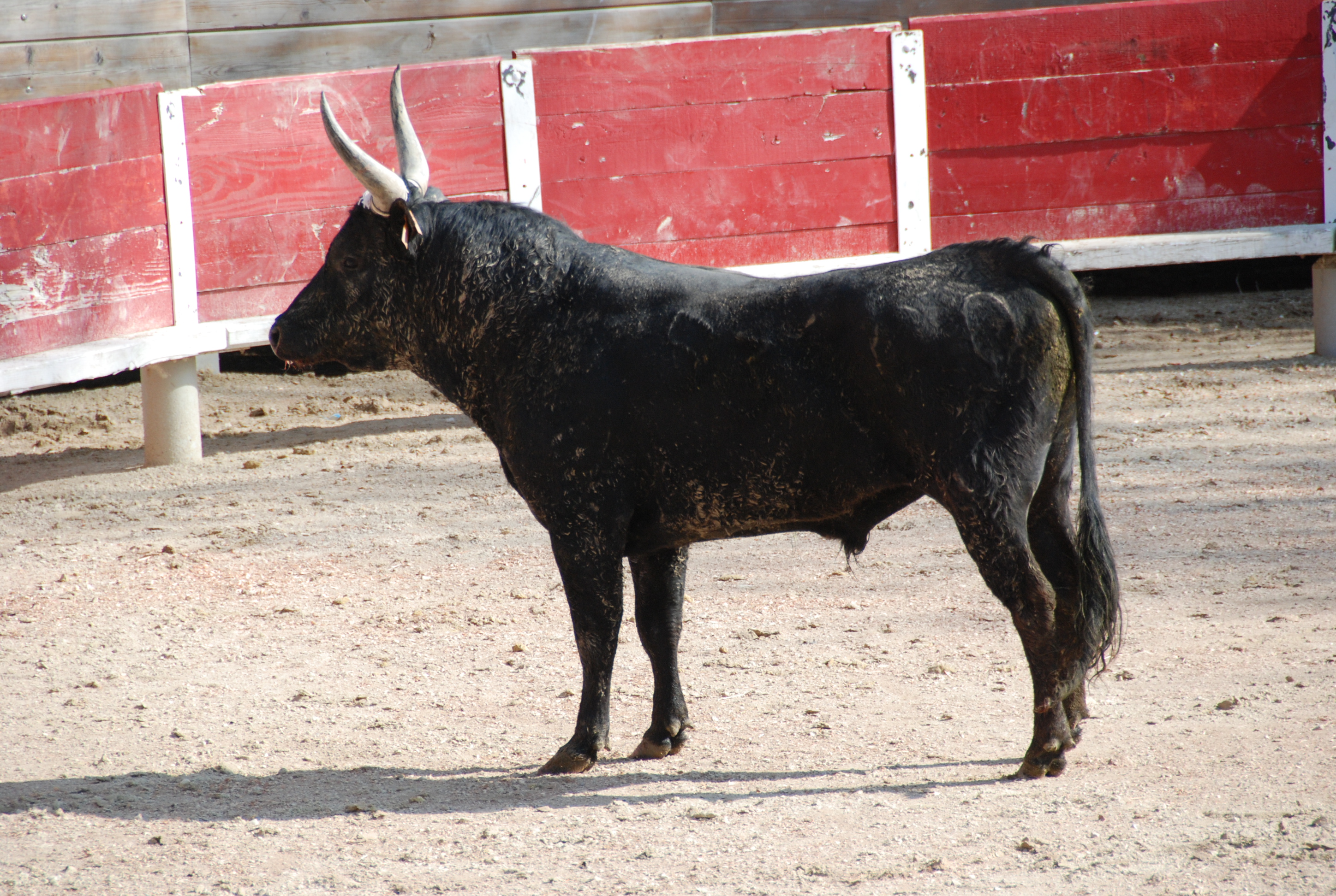 Entrainement - Course camarguaise 