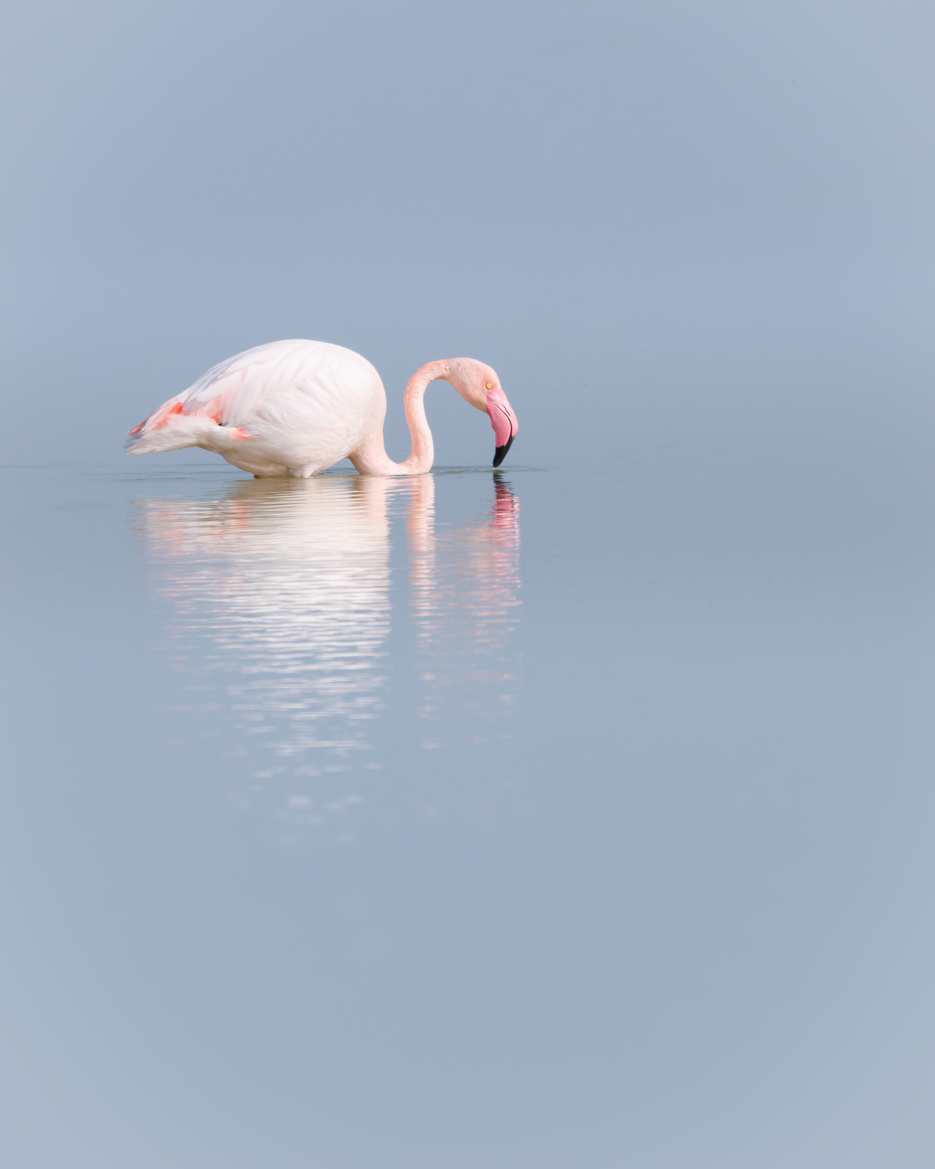 Flamant Rose