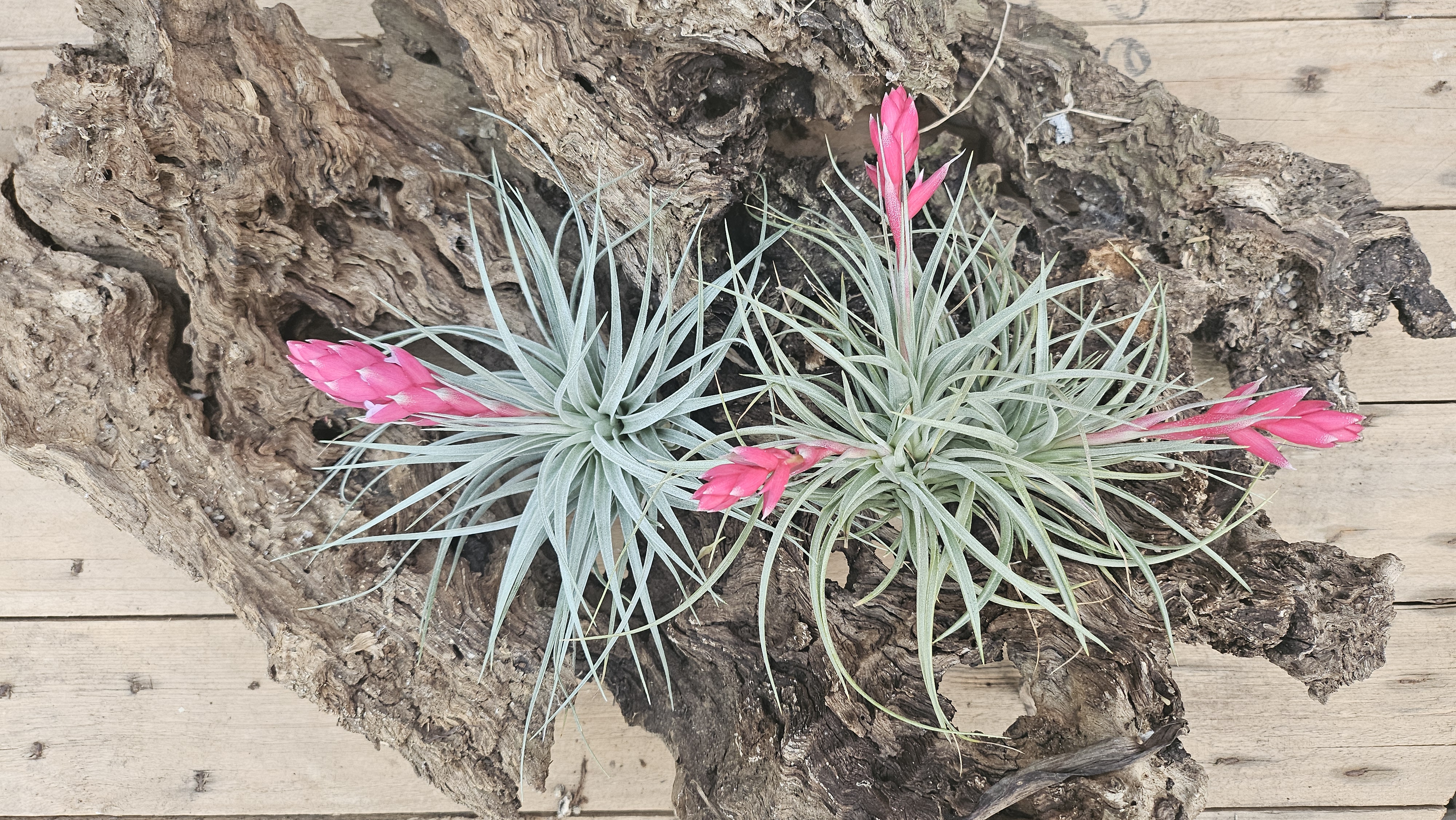 Tillandsia