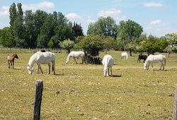 calèches de Camargue