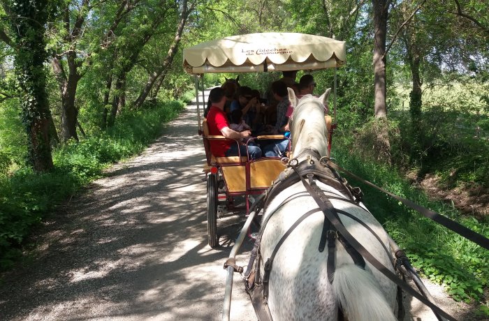 the horse-drawn carriages of the camargue le cailar