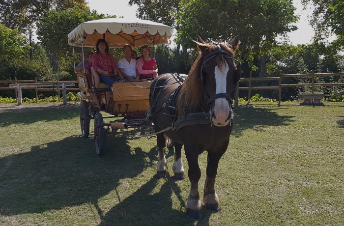 the horse-drawn carriages of the camargue le cailar