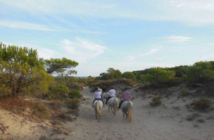 mas de sylvéréal chevaux camargue