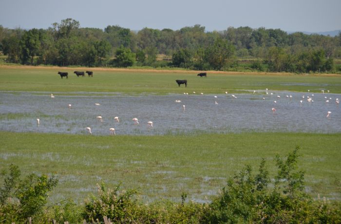 camargue d'antan 4x4 franquevaux