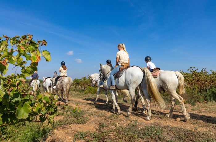 chevaux de camargue
