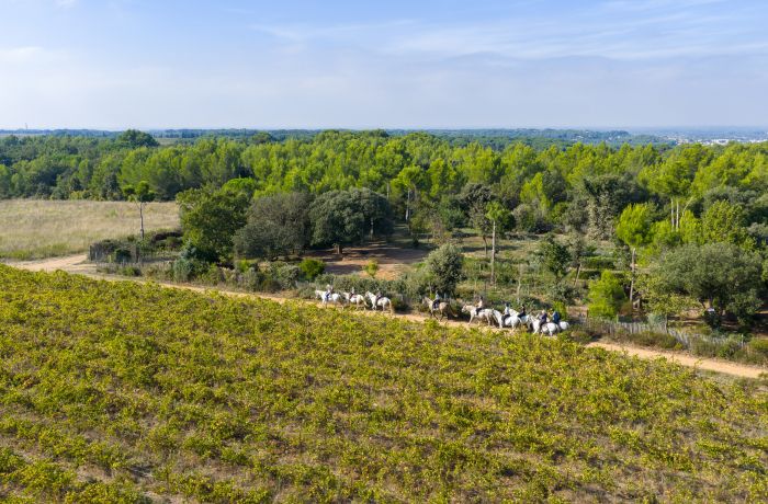 Camargue horseback riding with Théo Beauvoisin